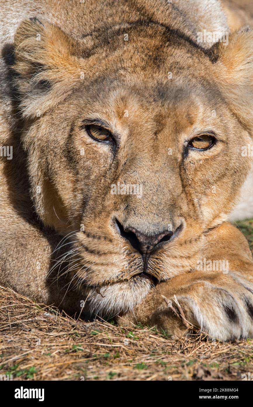 Asiatic lion / Gir lion (Panthera leo persica) close-up of resting lioness / female, native to India Stock Photo