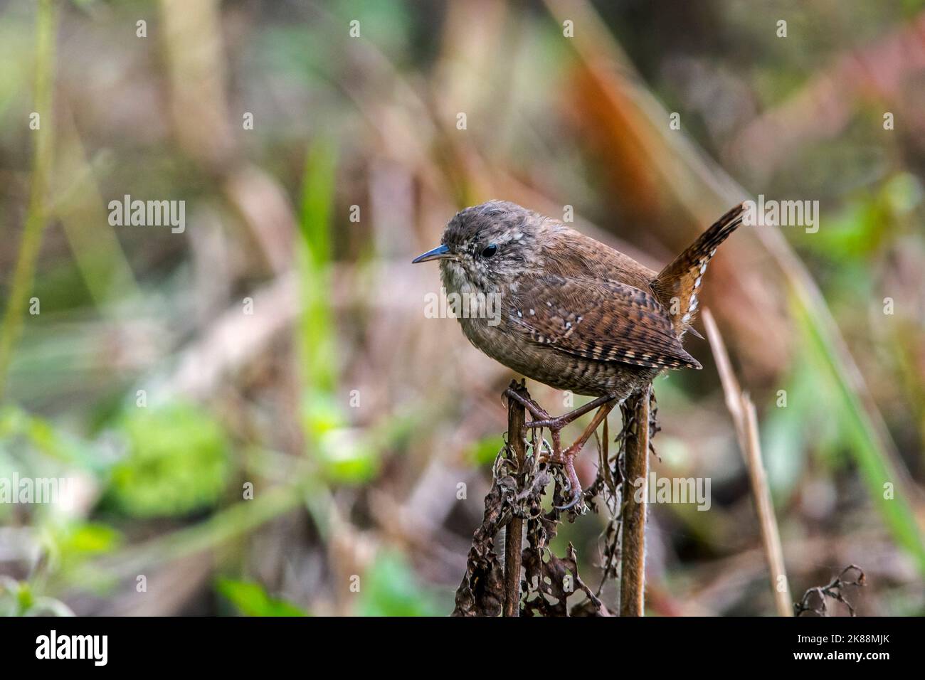Eurasian wren / northern wren (Troglodytes troglodytes / Motacilla