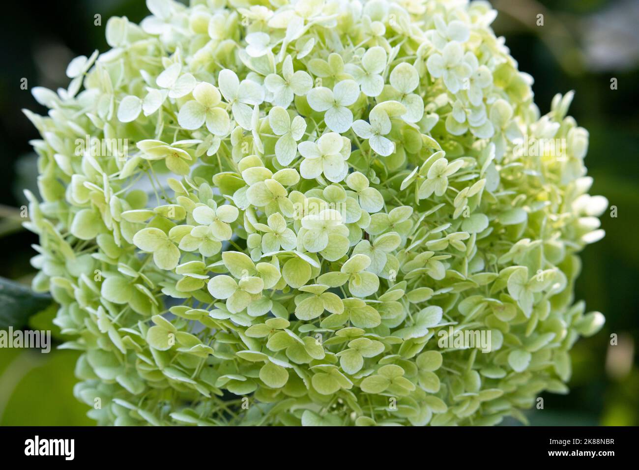 Hydrangea paniculata ,Hydrangea Stock Photo - Alamy