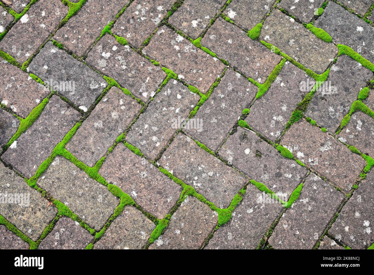 Moss growing between paving stones Stock Photo Alamy