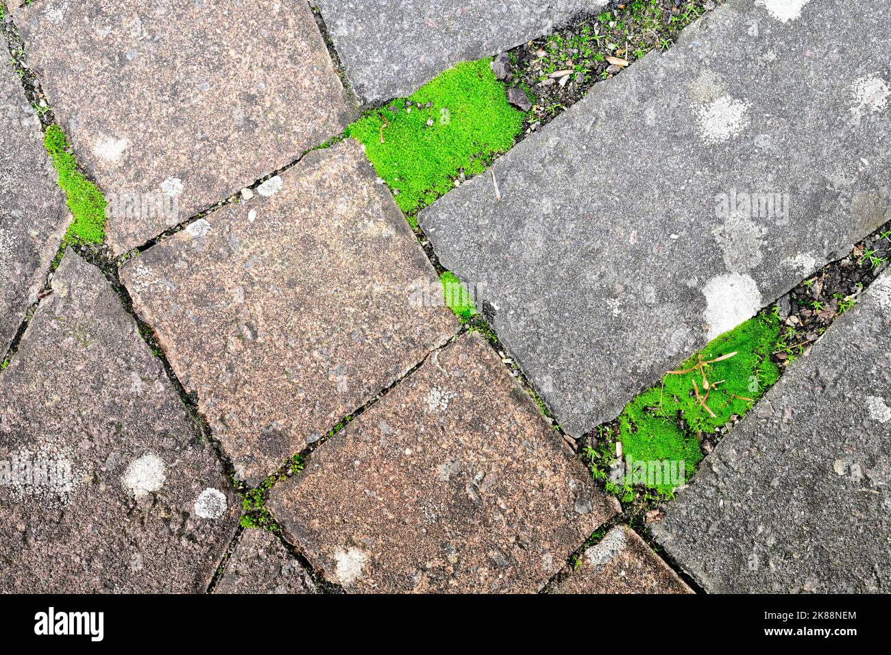 Moss growing between paving stones Stock Photo Alamy