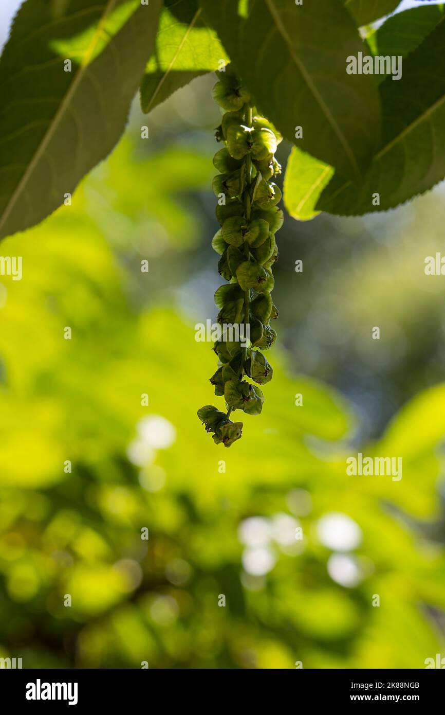 Elongated green clustered berry tree Stock Photo Alamy