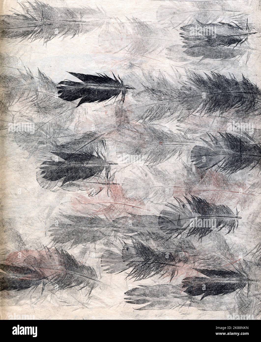 Chalk sketch artwork of series bird feathers arranged into an almost-abstract colourful montage suit book cover magazine editorial ornithology birding Stock Photo