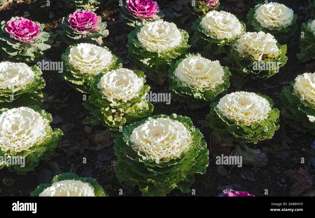 Brassica oleracea blooming white cabbage Stock Photo