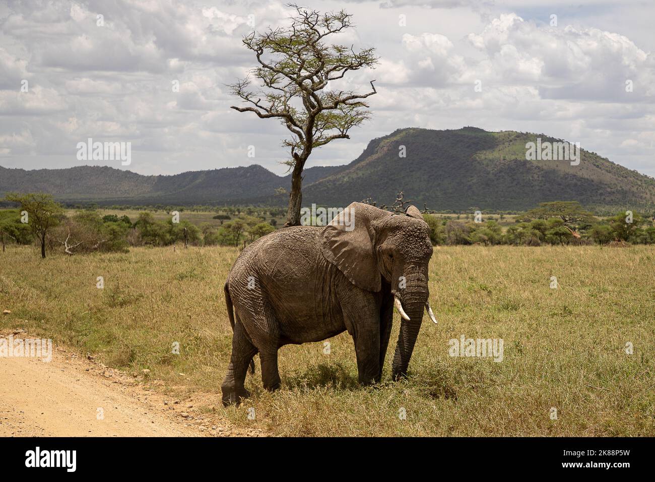 Wildlife safari in the Serengeti Stock Photo