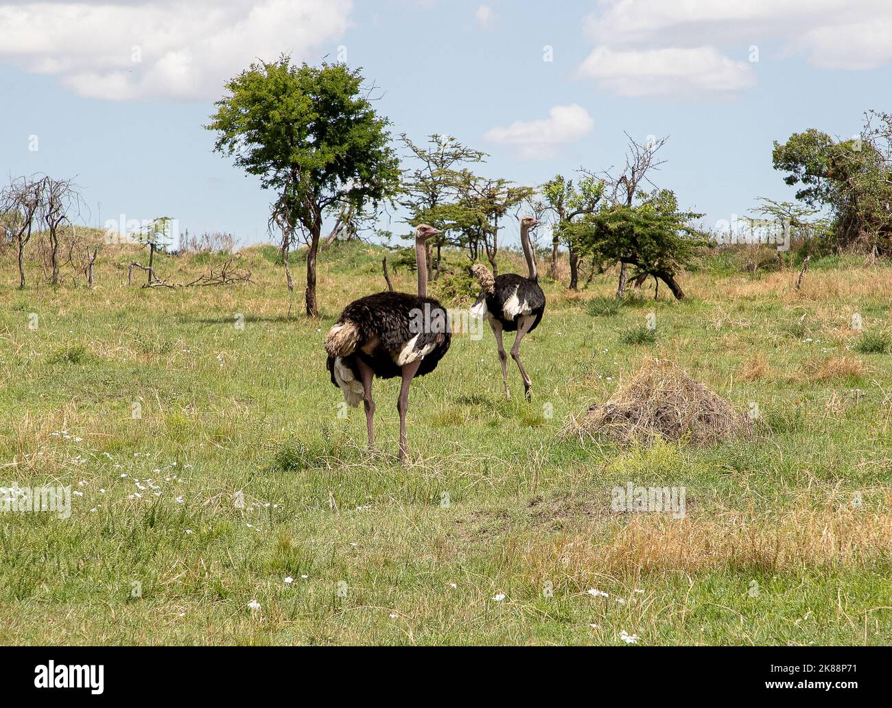 Wildlife safari in the Serengeti Stock Photo