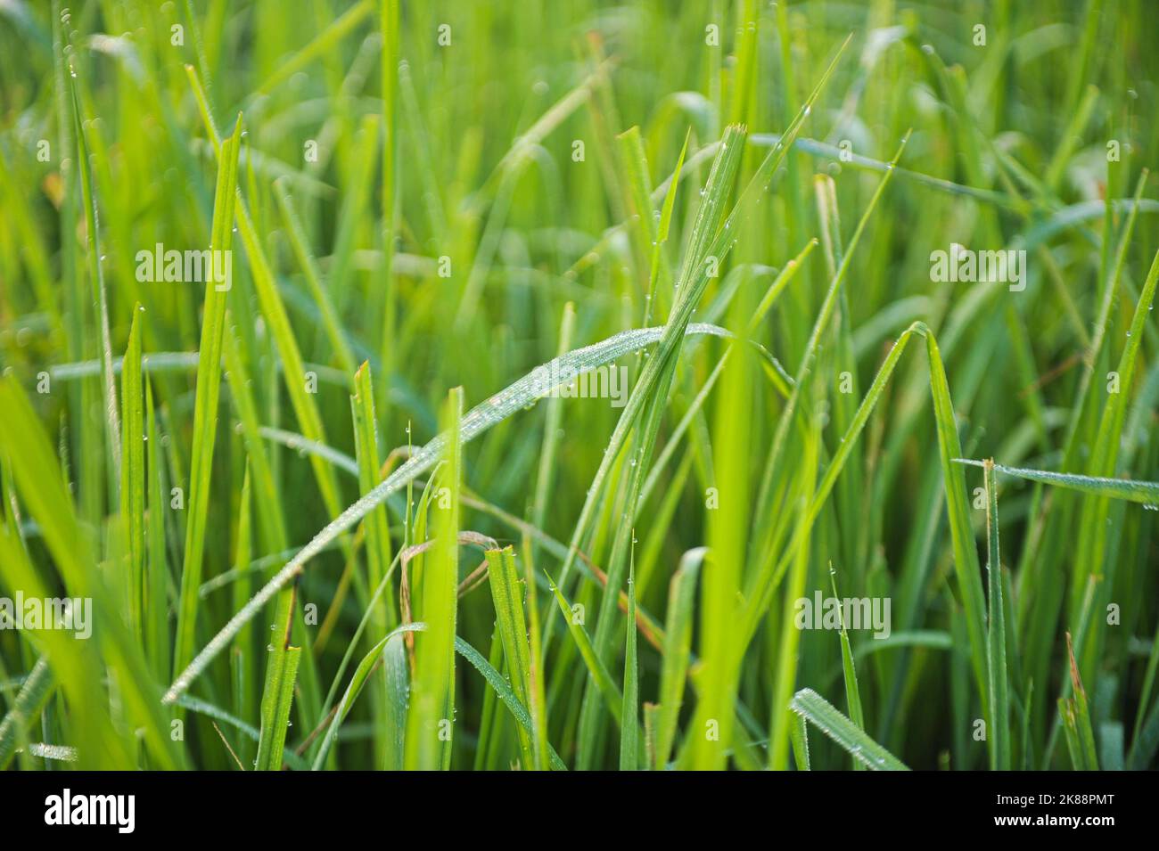 Sylhet, Bangladesh. 20th Oct, 2022. Detail of dewdrops on the early