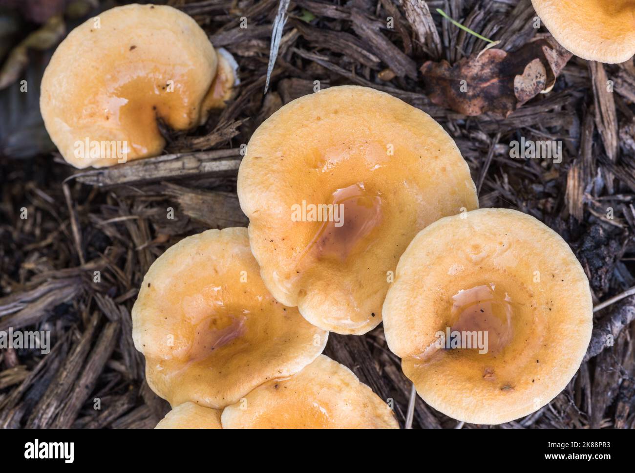 Fungi - False Chanterelle (Hygrophoropsis aurantiaca) Stock Photo