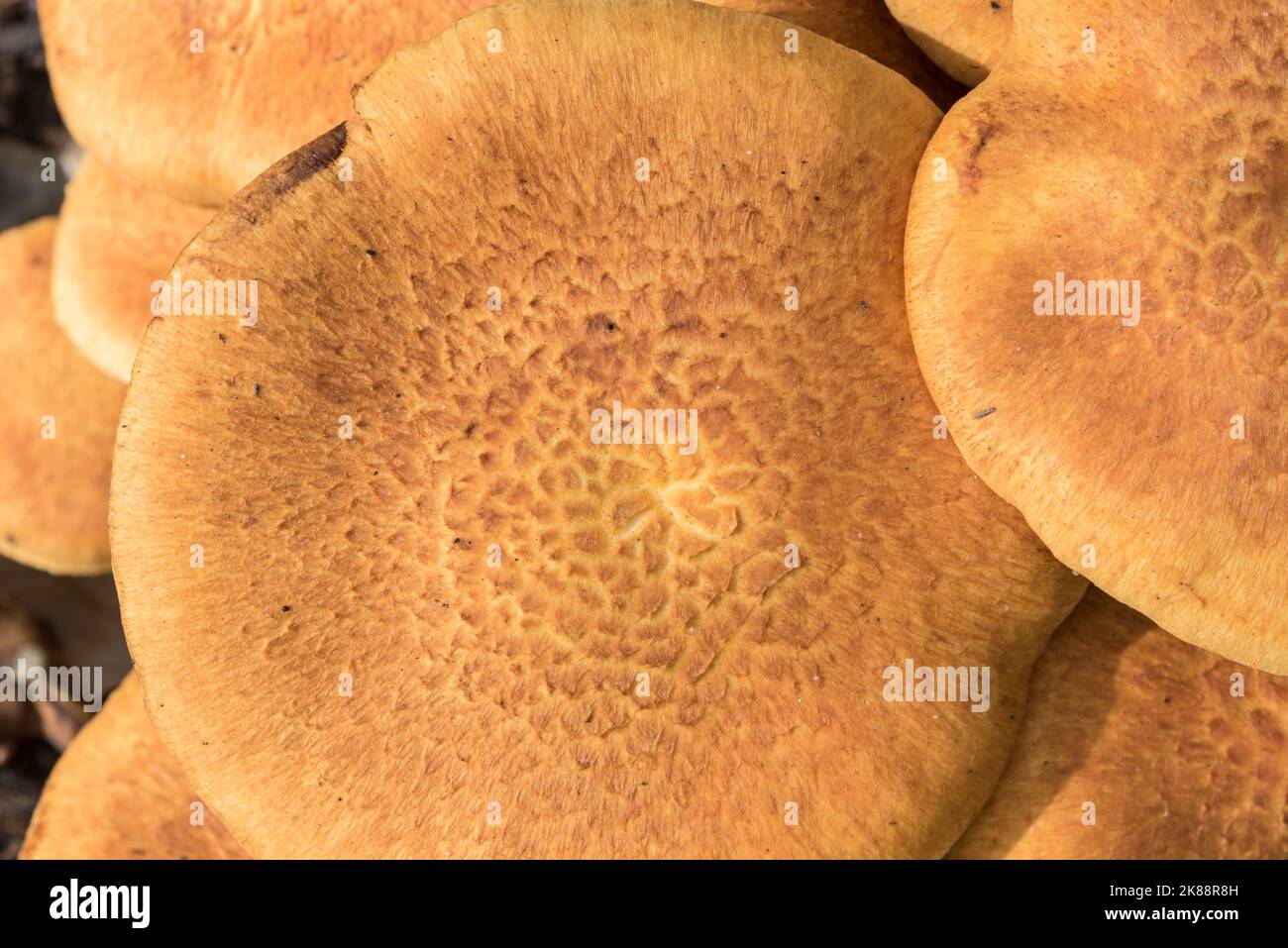 Sunlit clump of the fungus - Spectacular Rustgill (Gymnopilus spectabilis) Stock Photo