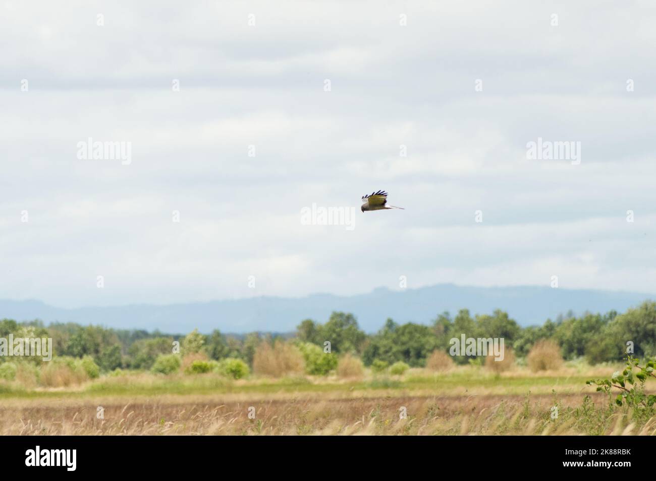 Predatory hawk flying over hi-res stock photography and images - Alamy