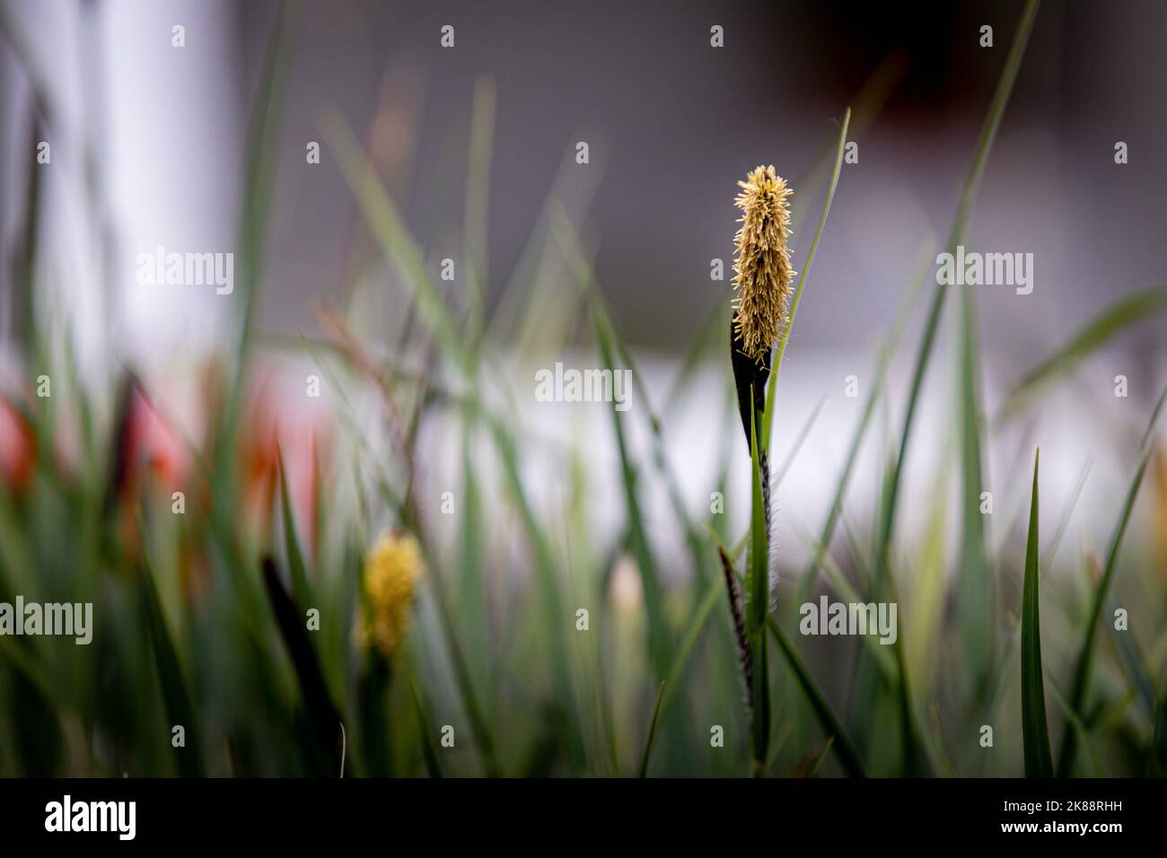 A selective focus of a Carex Pilosa flower growing in a field found in the wilderness Stock Photo