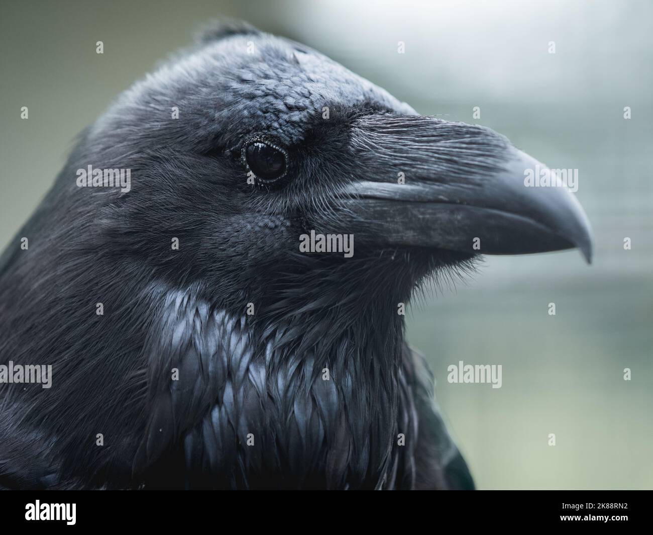 Close up portrait of common raven or corvus corax on green grass blurred background. Stock Photo