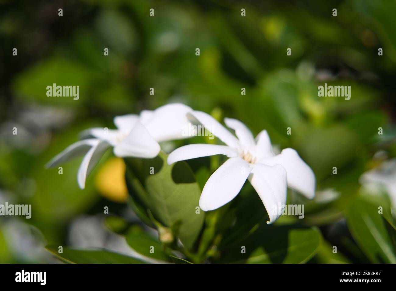 A closeup shot of blooming white Gardenia taitensis flowers Stock Photo