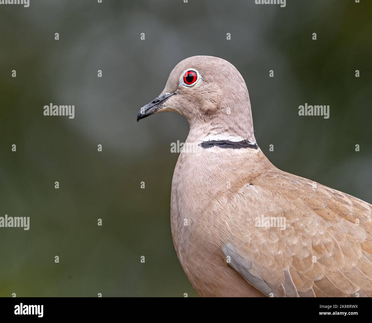 A Collar Dove side pose Stock Photo Alamy