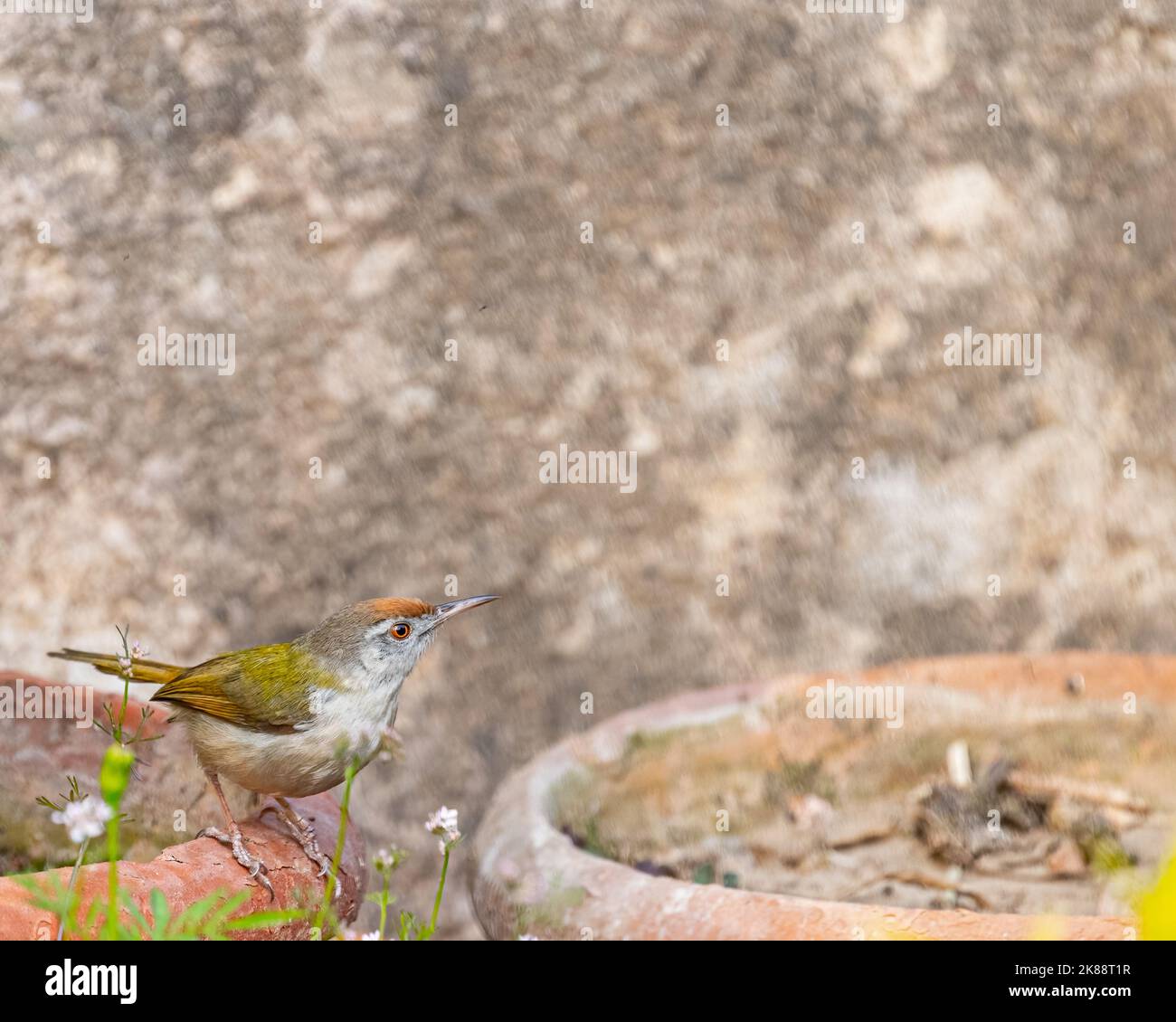 A Tailor bird sitting on a flower pot Stock Photo Alamy