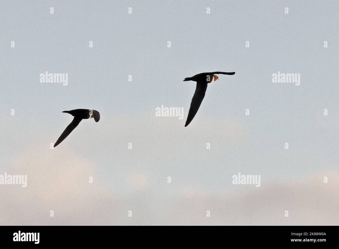 Biscutate Swift (Streptoprocne biscutata biscutata) two adults in