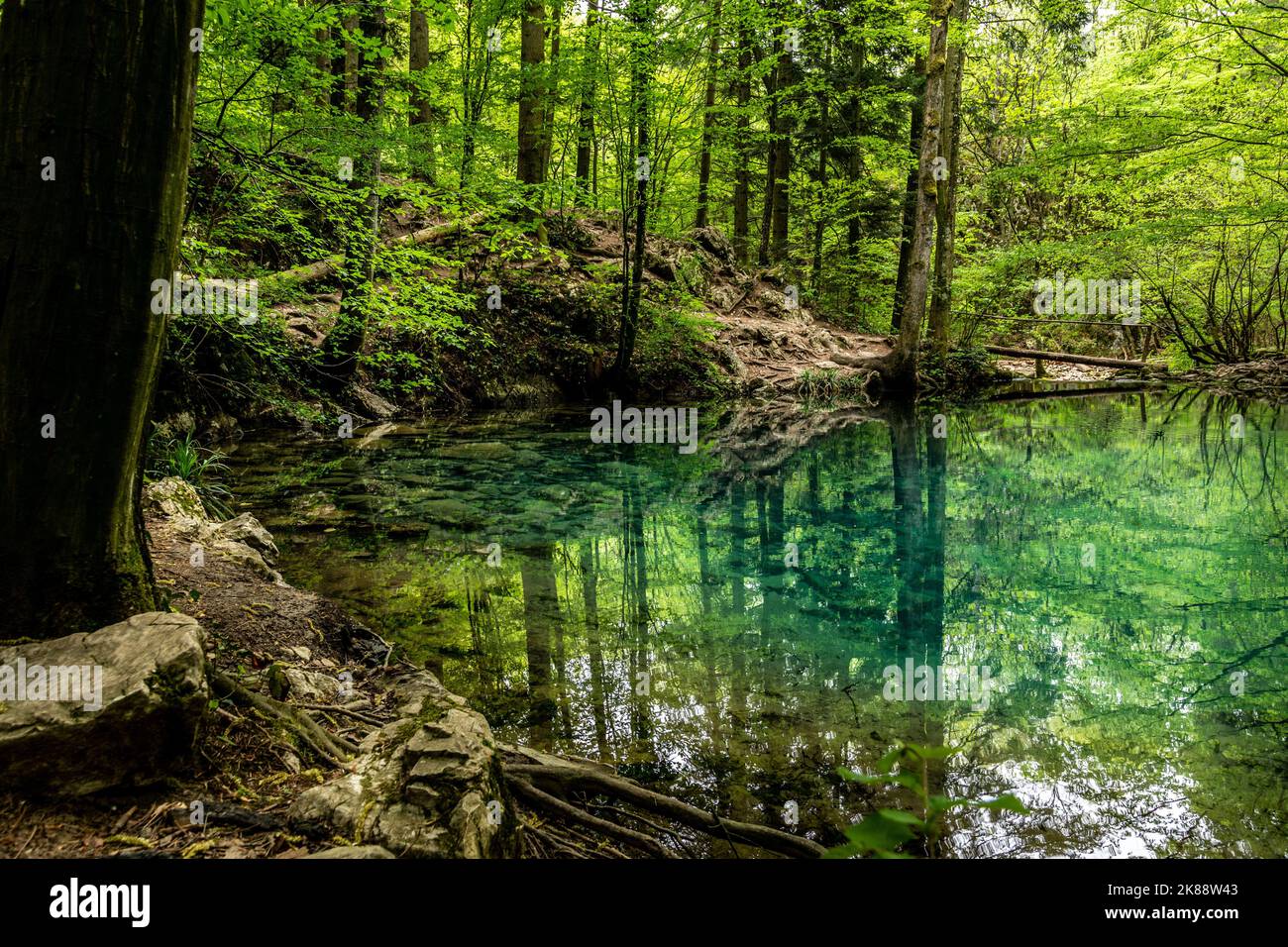 A mirror lake in a dense forest in Romania Stock Photo