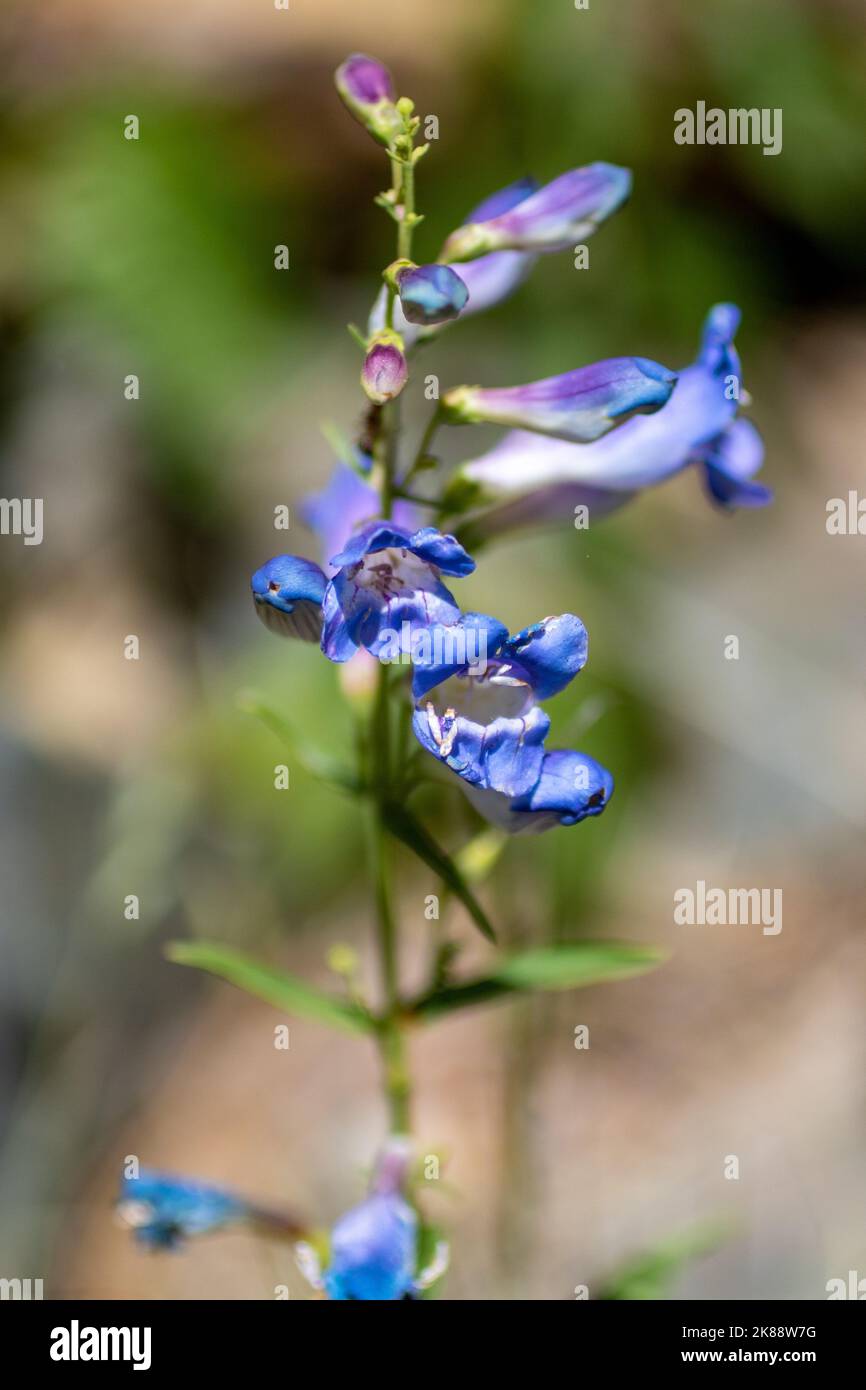 A vertical closeup shot of blooming blue Larkspur flowers Stock Photo