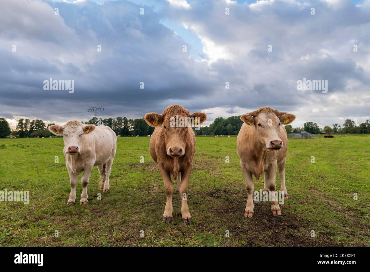 Cows on a pasture in the spree forest Stock Photo