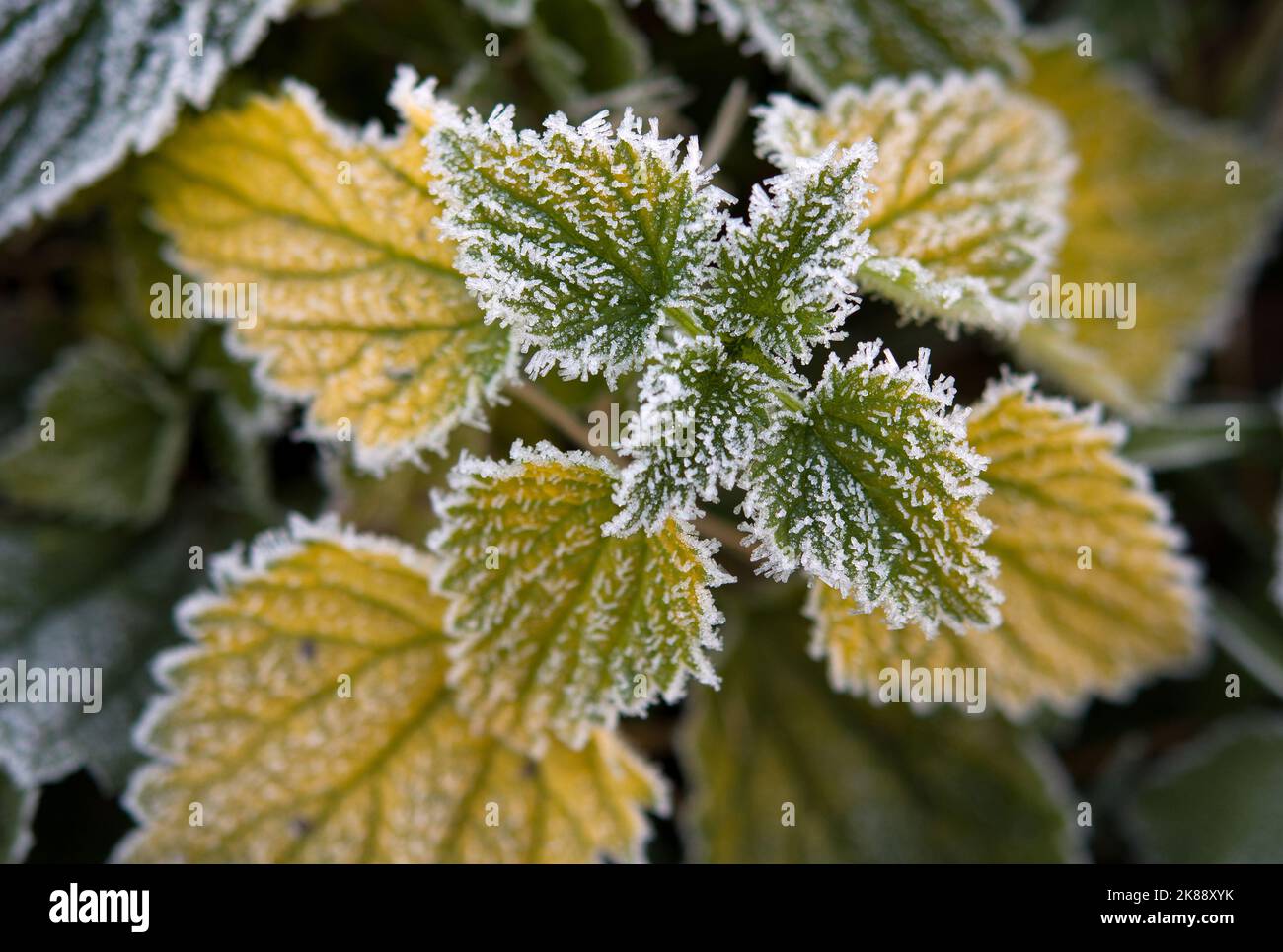 first frost on green nettle mint leaves, view rom above Stock Photo Alamy