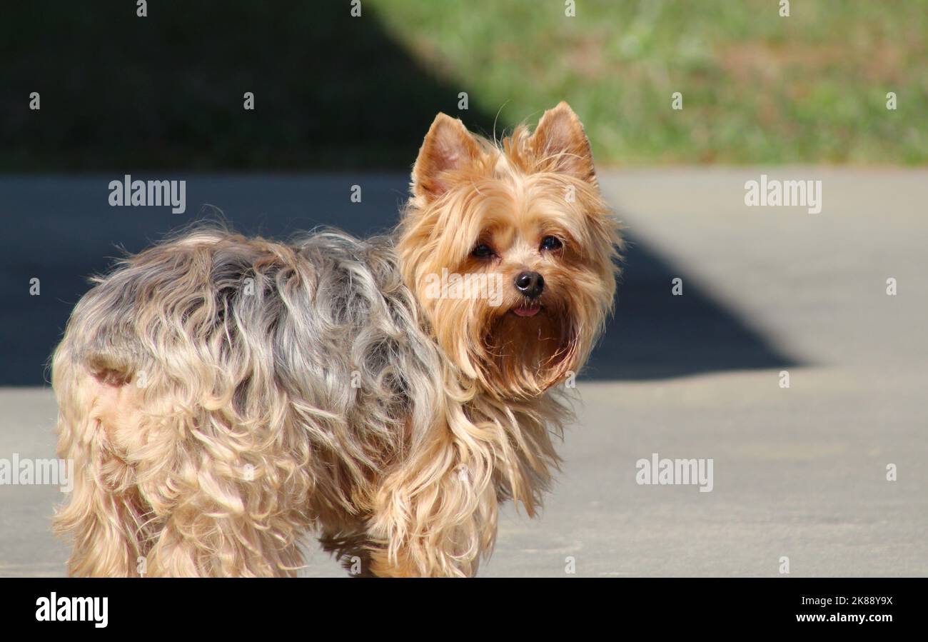 Yorkshire terrier, York's, Small dogs Stock Photo