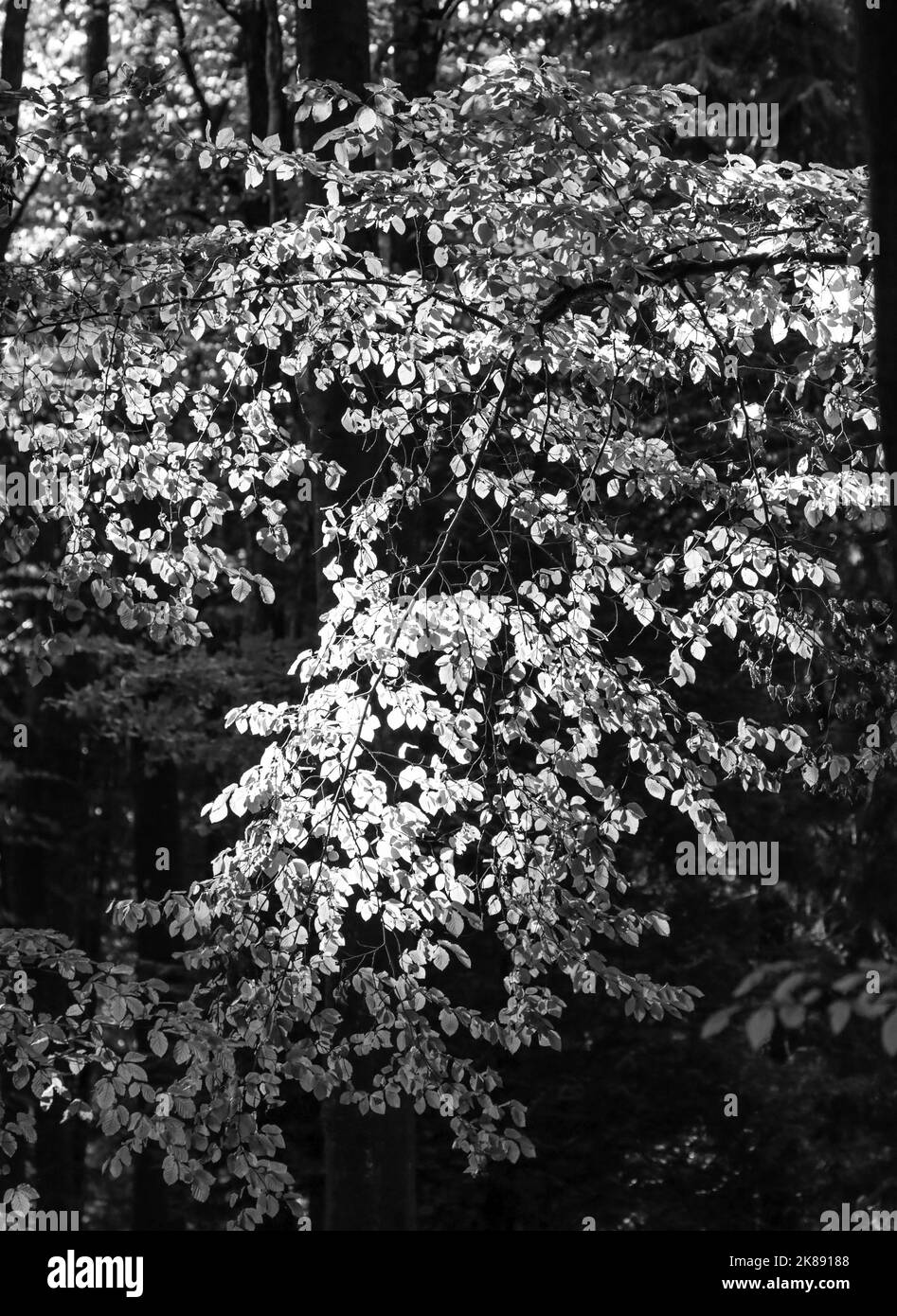 Wind blown leaves Black and White Stock Photos & Images - Alamy