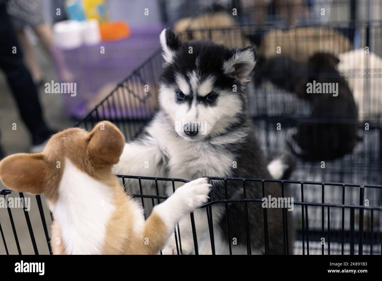 Siberian husky and corgi puppies play together at a pet variety