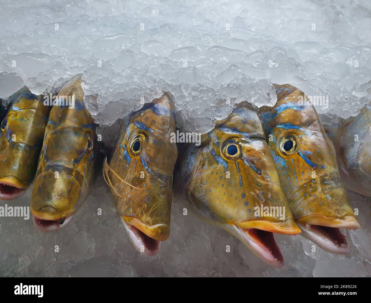Fresh sea fish with open mouths in a tray with ice, Red Sea, Egypt Stock Photo