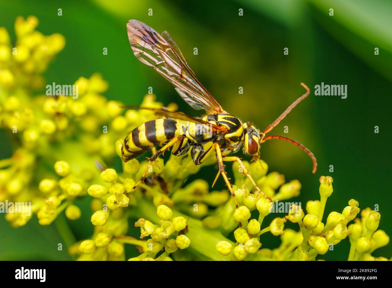 Spider Wasp (Poecilopompilus mixtus) Stock Photo