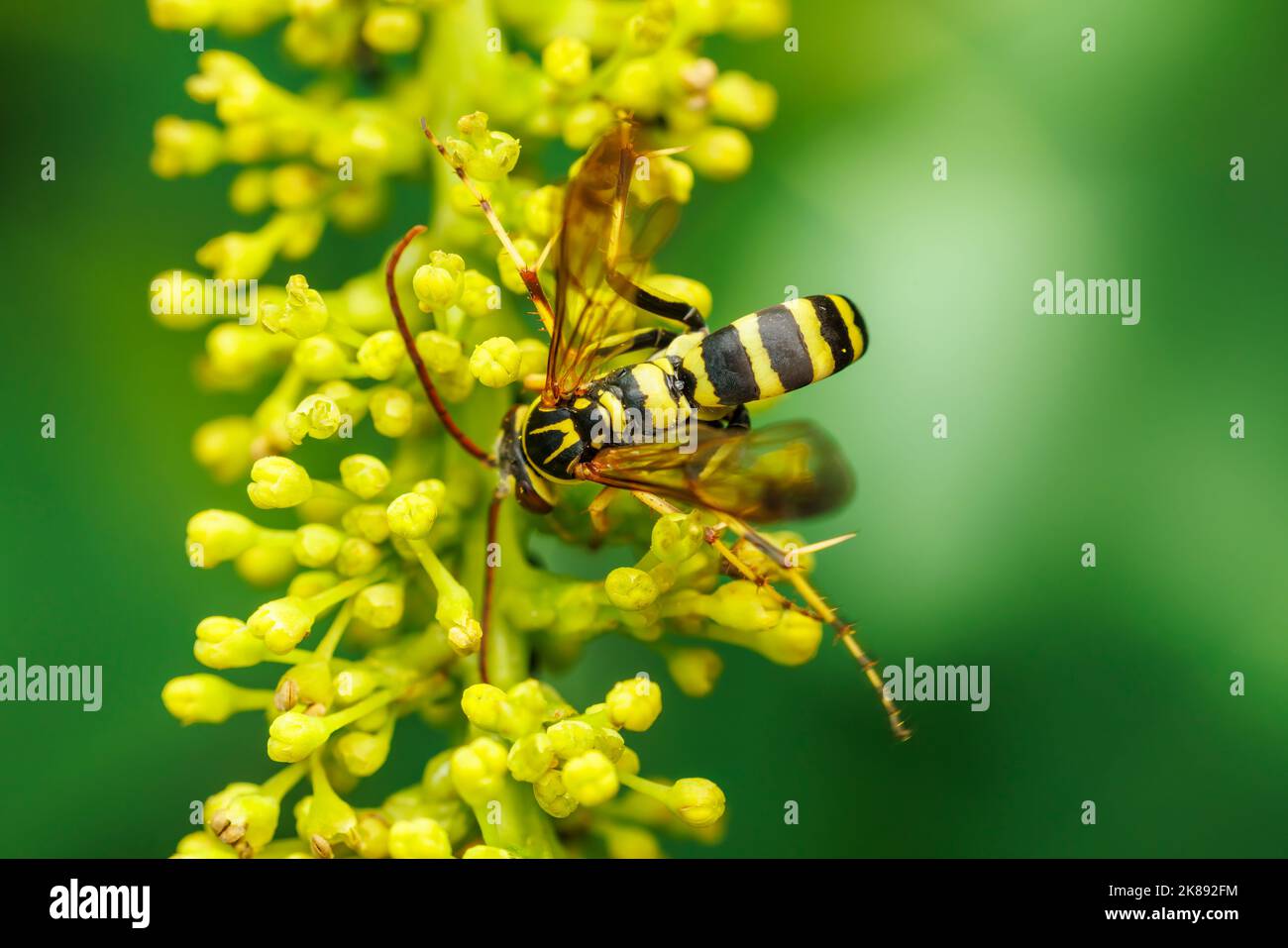 Spider Wasp (Poecilopompilus mixtus) Stock Photo