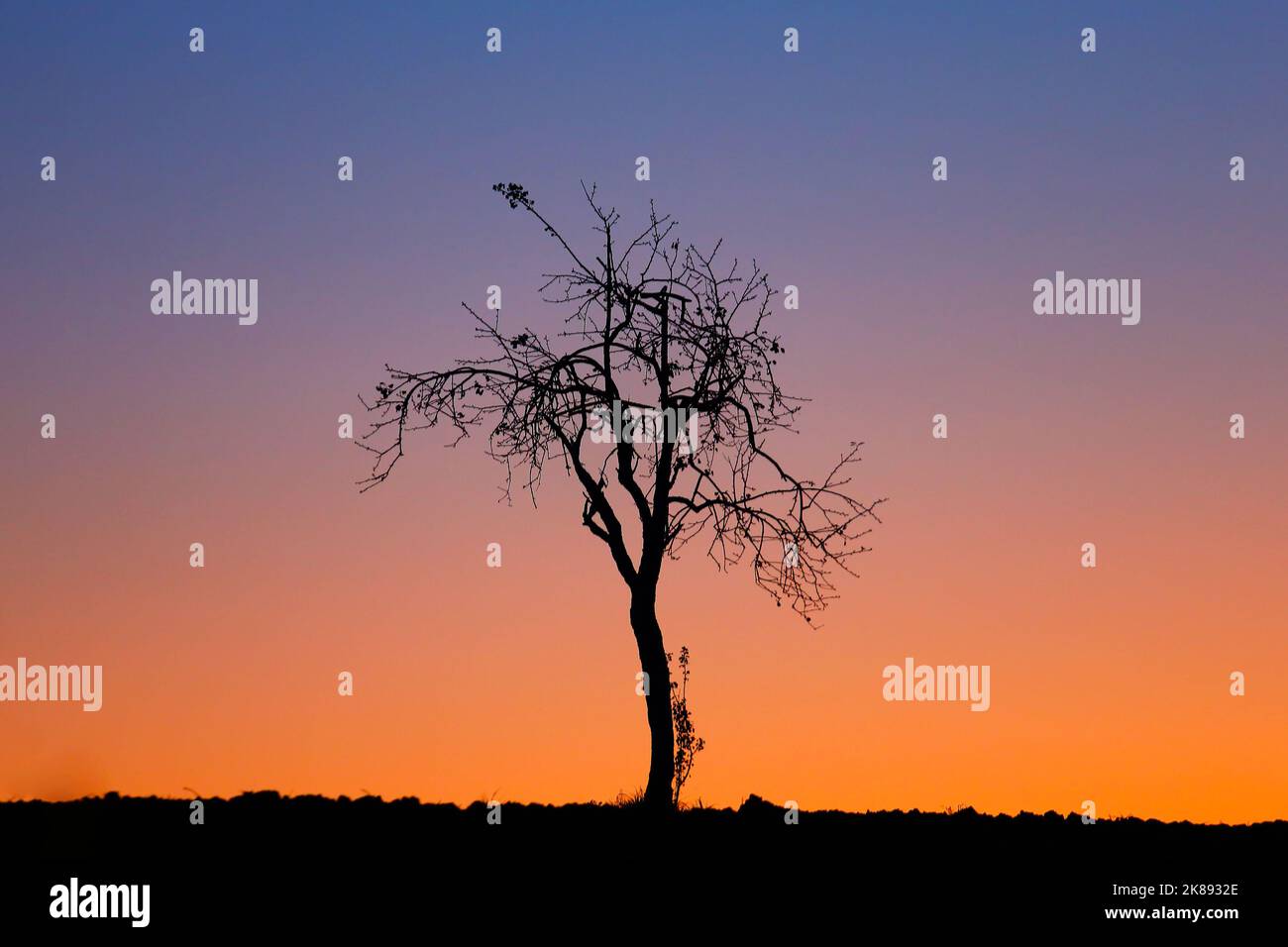 countryside landscape with tree backlight at sunset in the colorful sky Stock Photo
