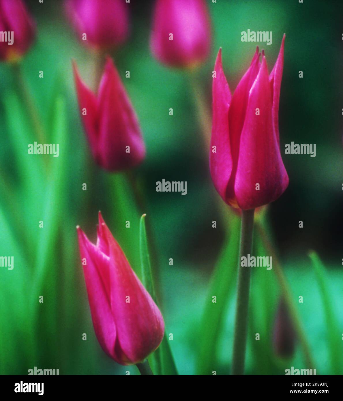 Tulipa 'China Pink' Stock Photo