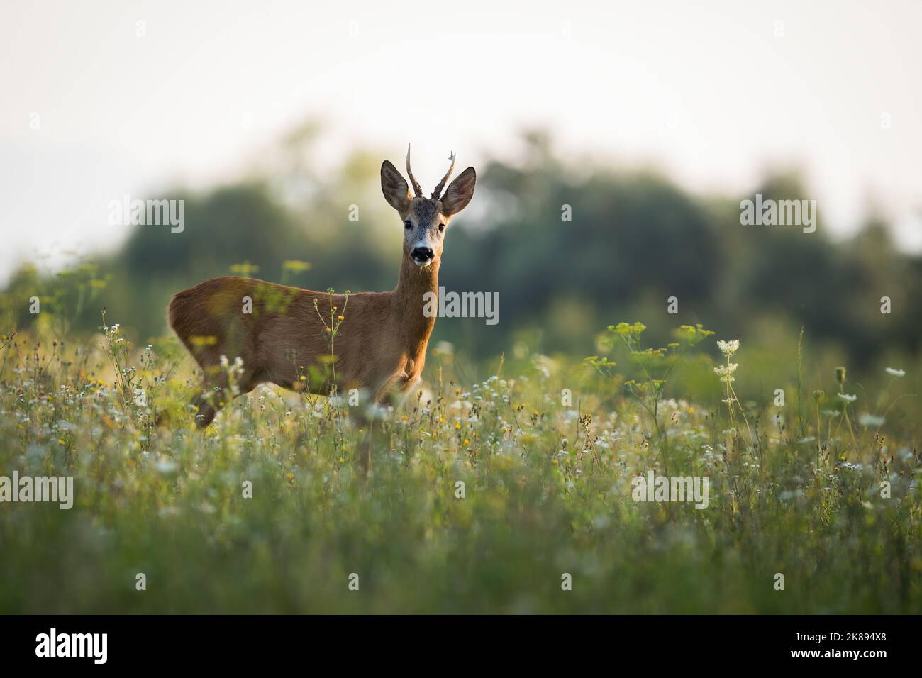 Buck roe deer with antlers hi-res stock photography and images - Alamy