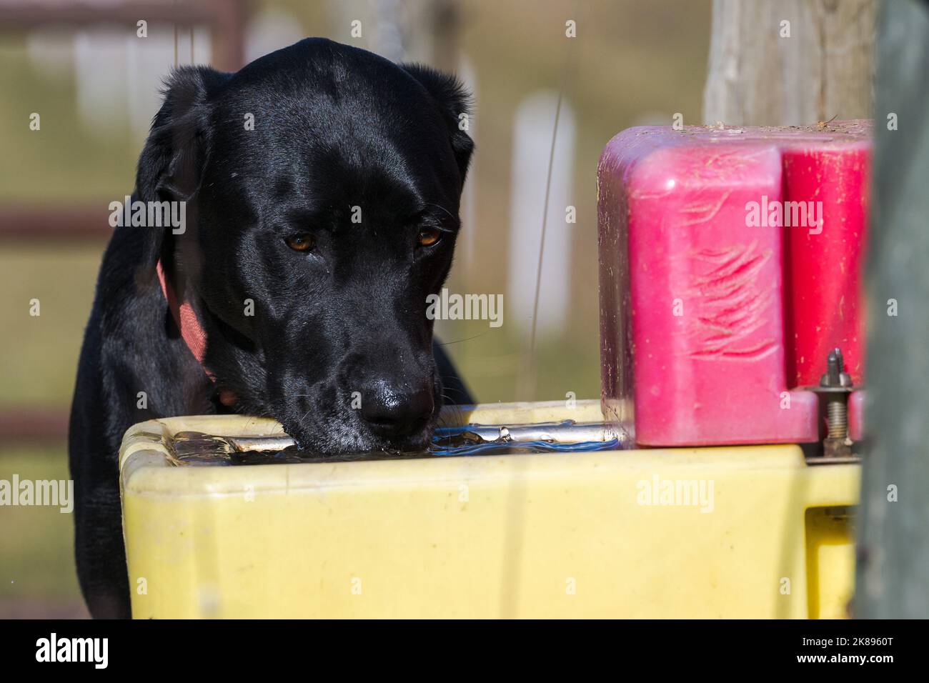A black dog drinking from a field watering fountain Stock Photo Alamy