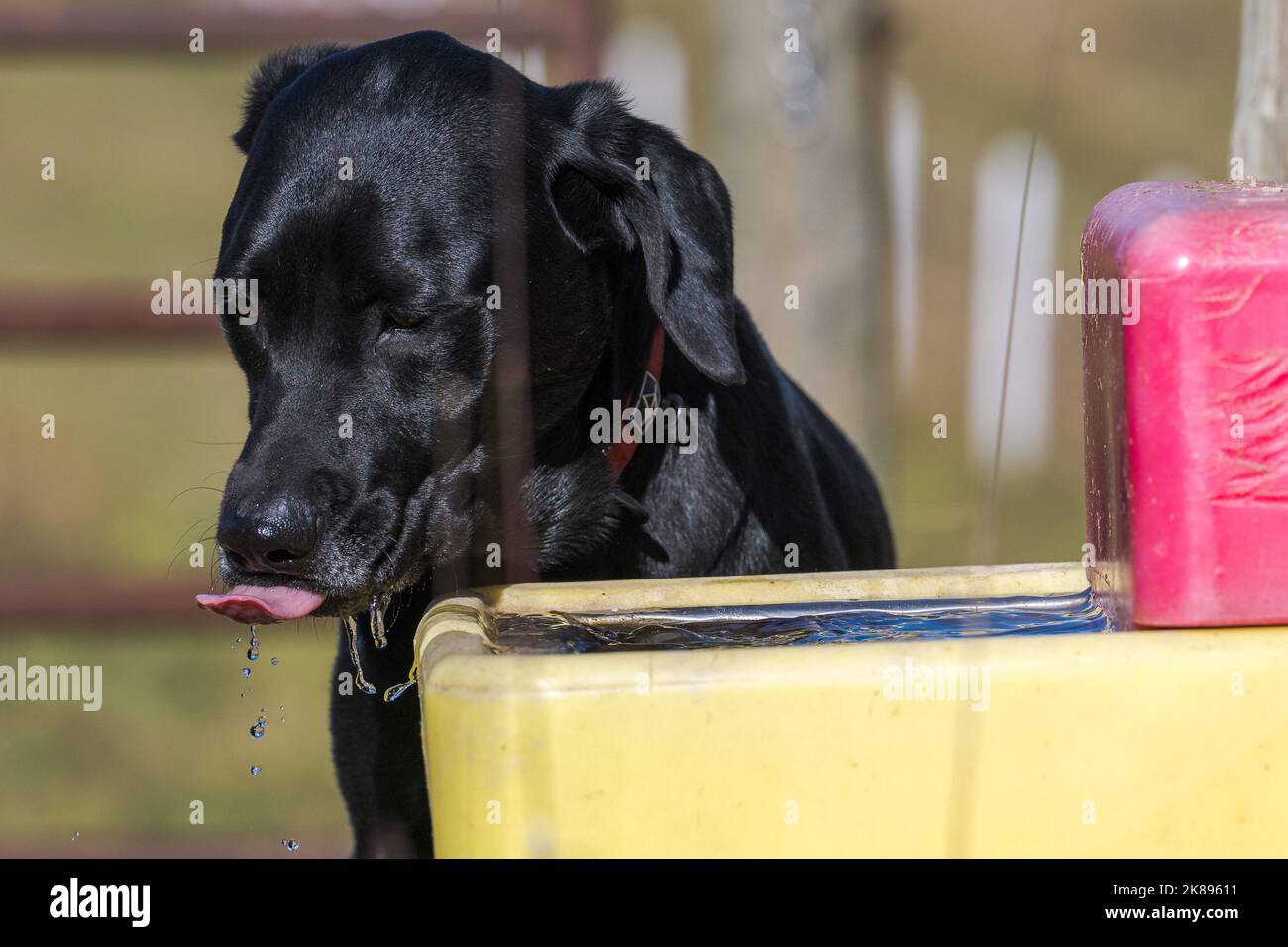 A black dog drinking from a field watering fountain Stock Photo Alamy