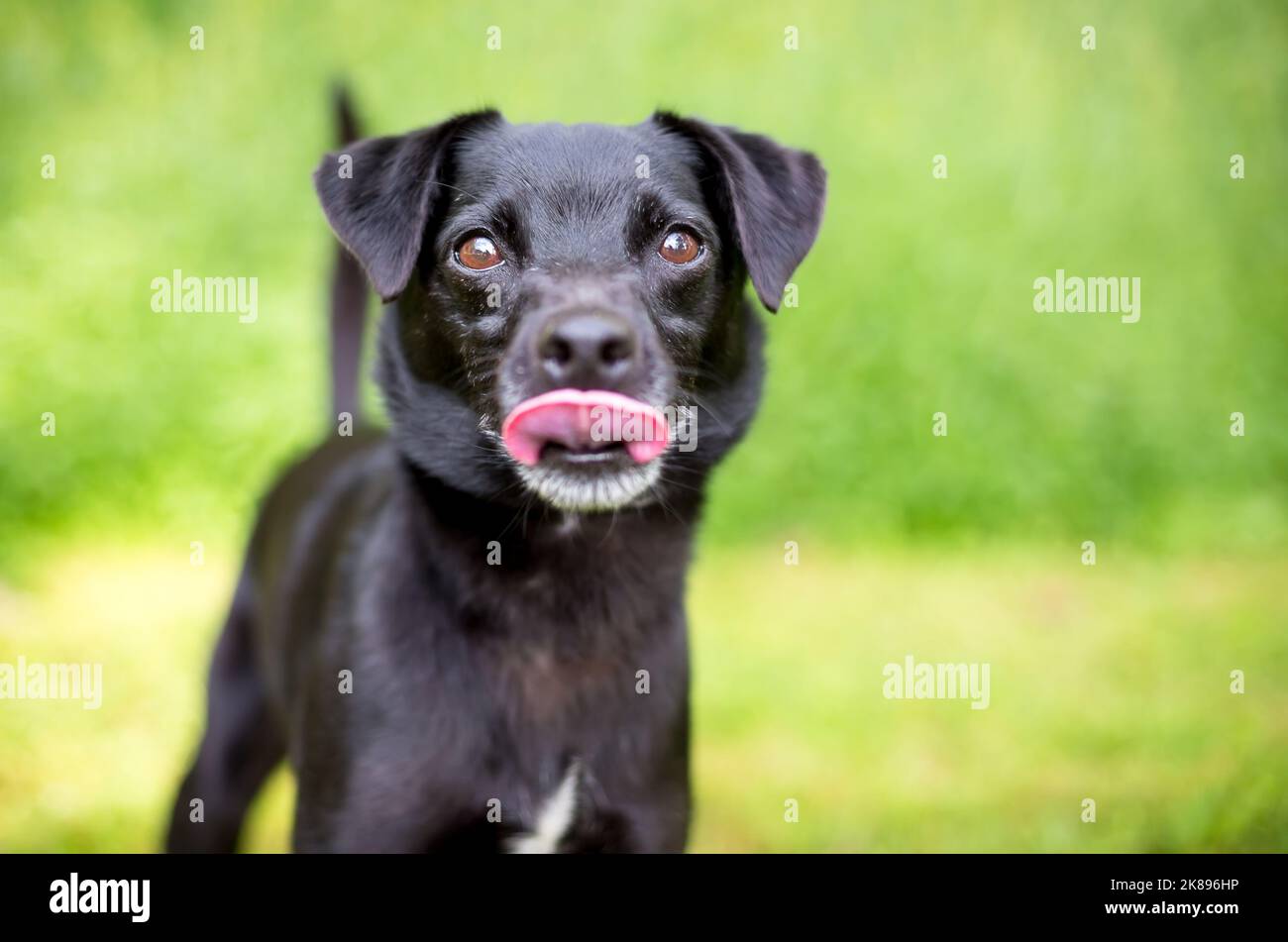 A small black Terrier mixed breed dog licking its lips Stock Photo