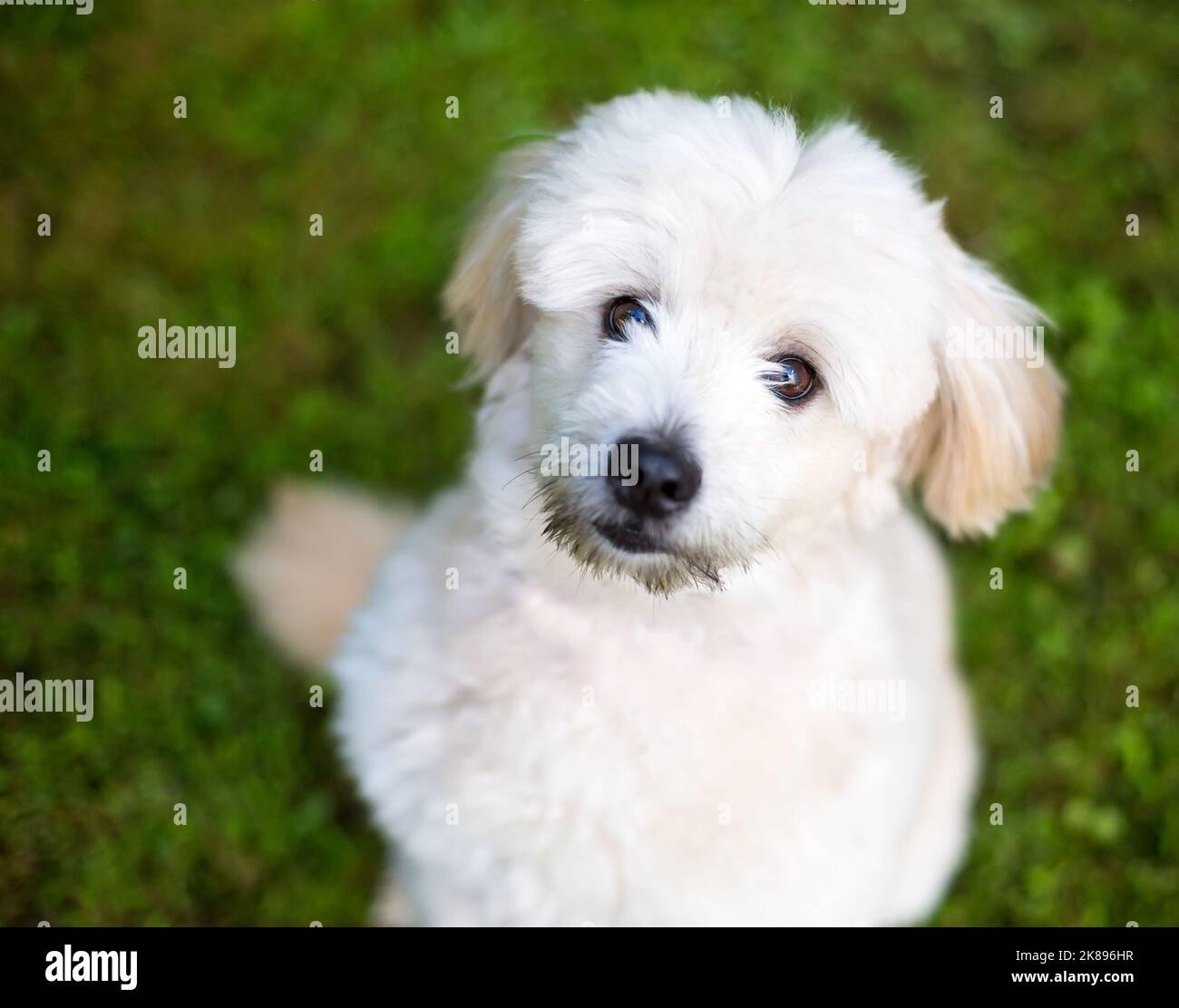 A cute Pomeranian x Poodle mixed breed dog looking up with a head tilt Stock Photo