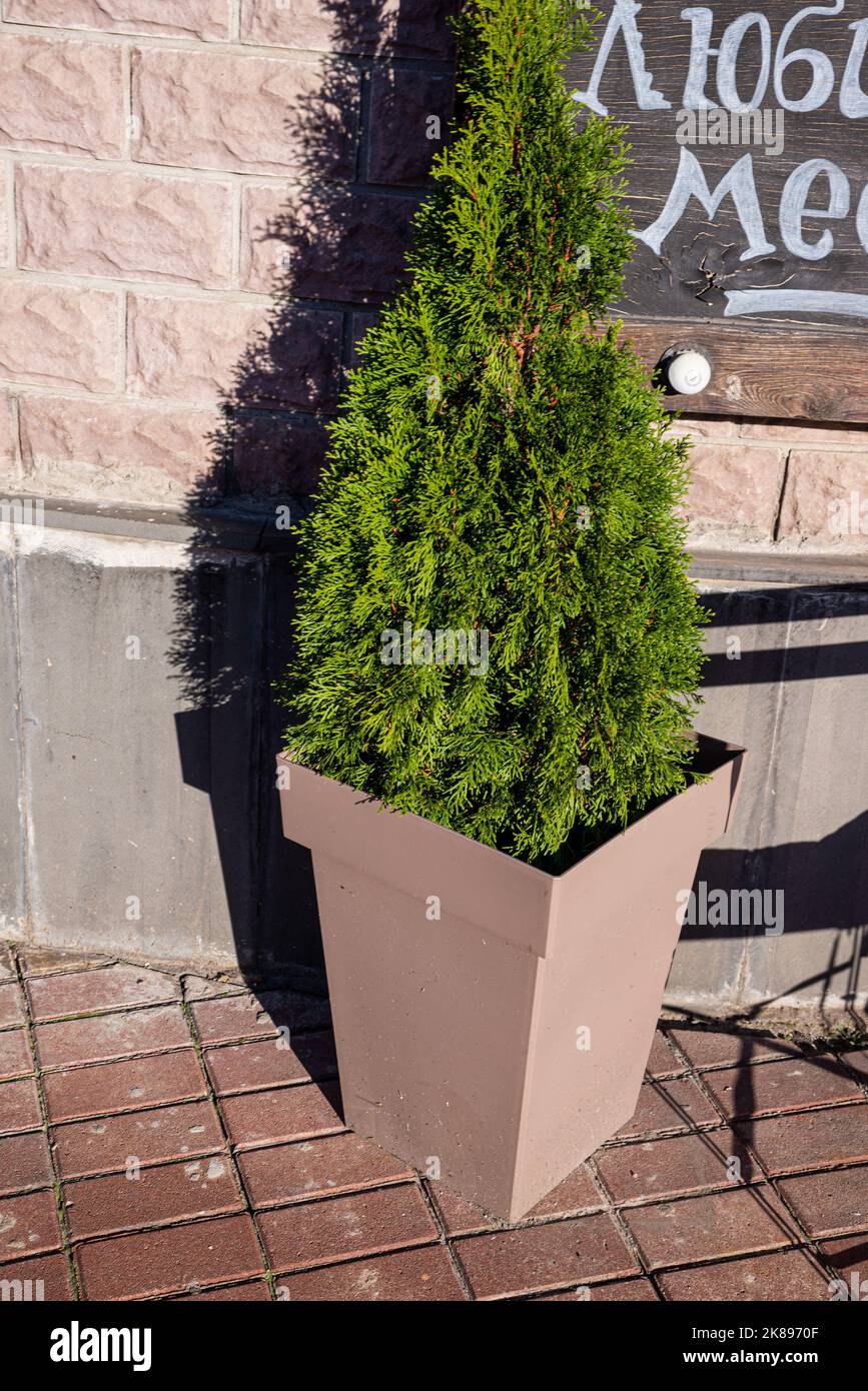 Trimmed thuja growing in large plastic pot. Big potted green thuya growth on winter yard cutout. Cone shape evergreen topiary tree grow in flowerpot c Stock Photo