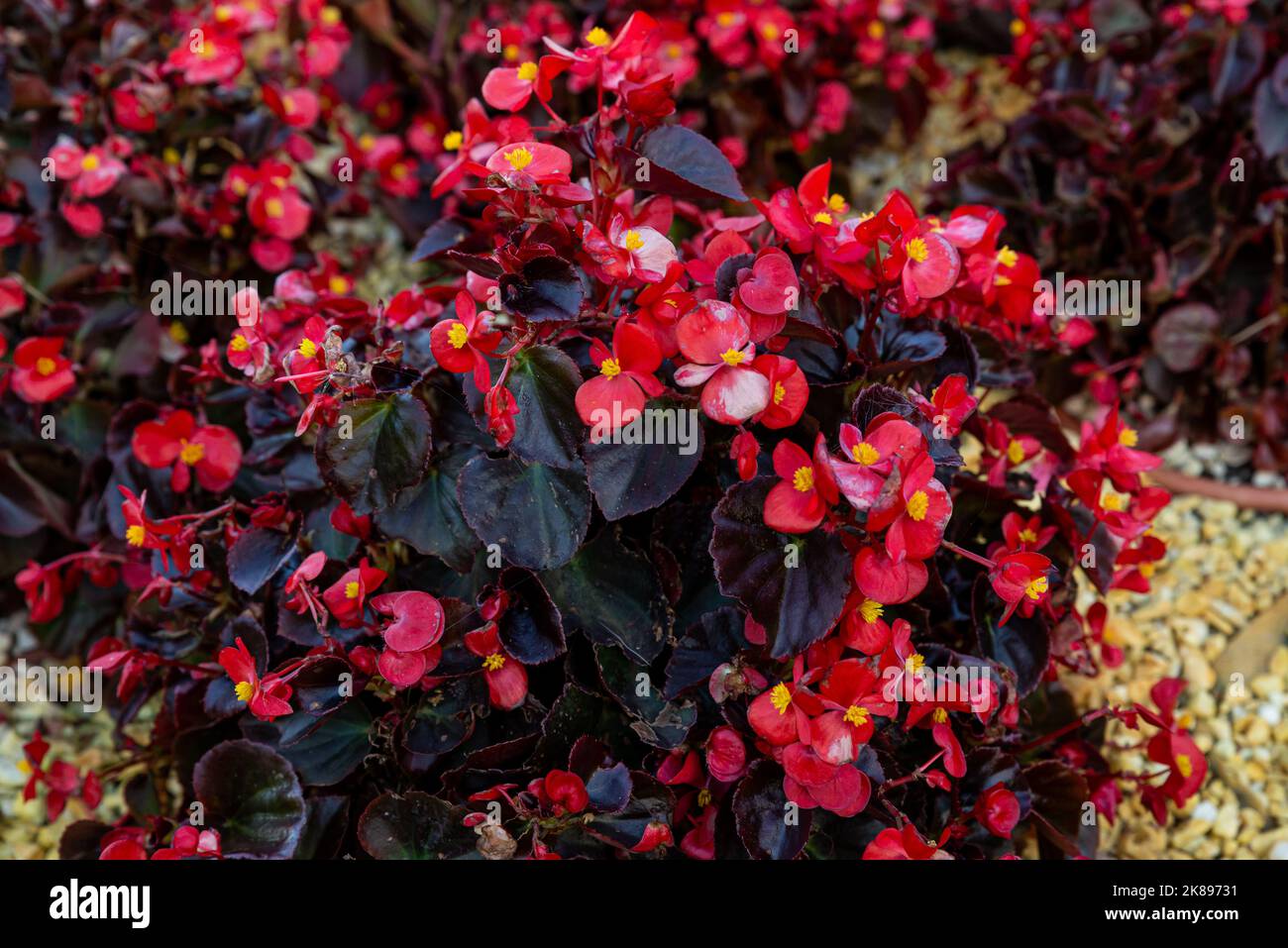 Pattern of beautiful natural red and pink begonia flowers texture full blooming in flower garden for background and wallpaper Stock Photo