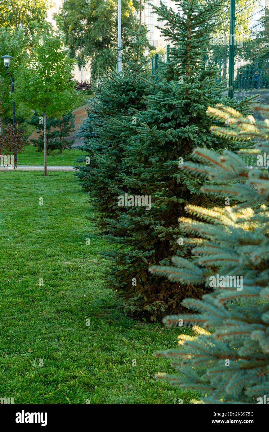 Separately growing conifer in the park. Large coniferous bush in the alley. Conifer in the park. Stock Photo