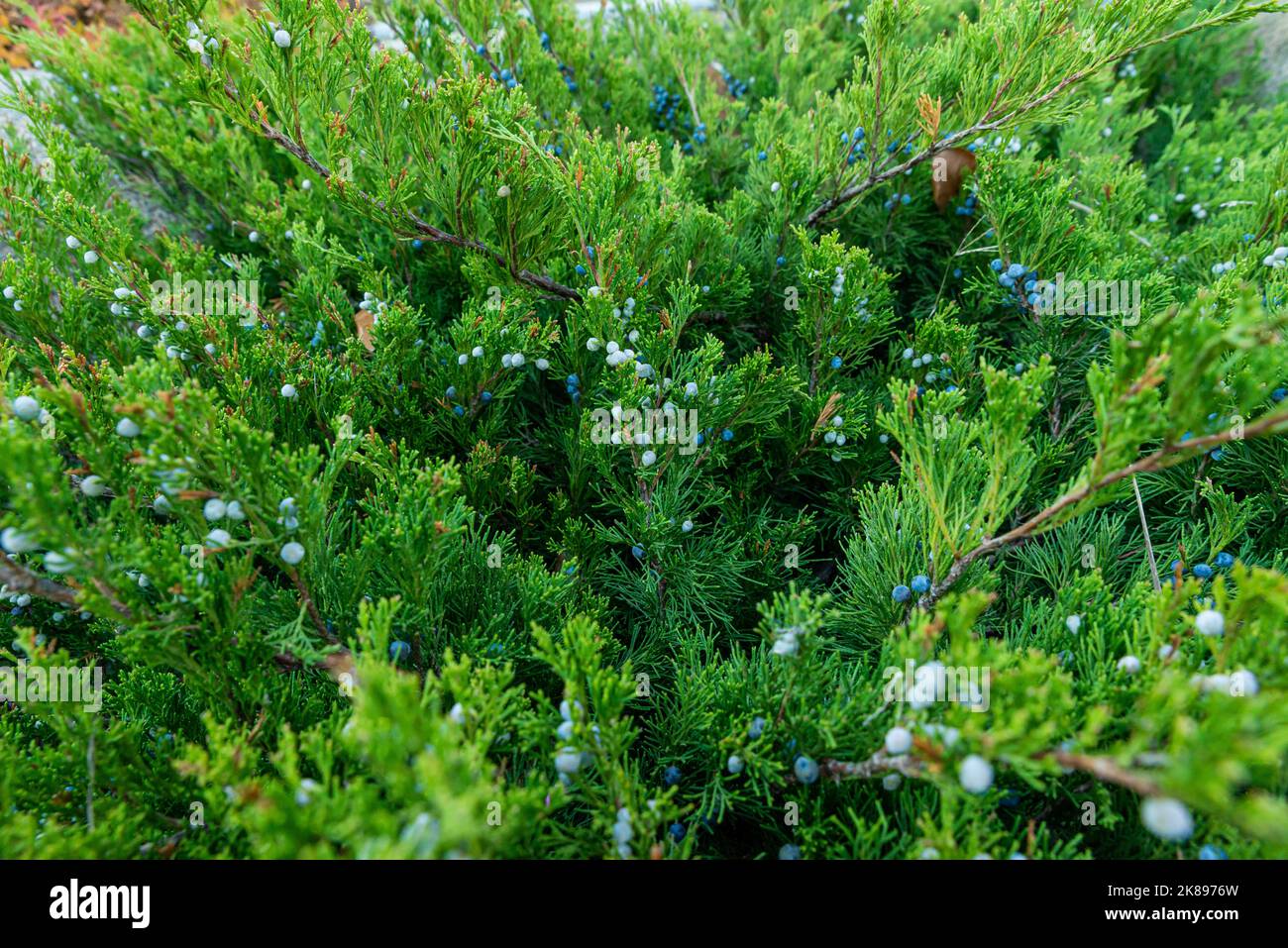 Separately growing conifer in the park. Large coniferous bush in the alley. Conifer in the park. Stock Photo