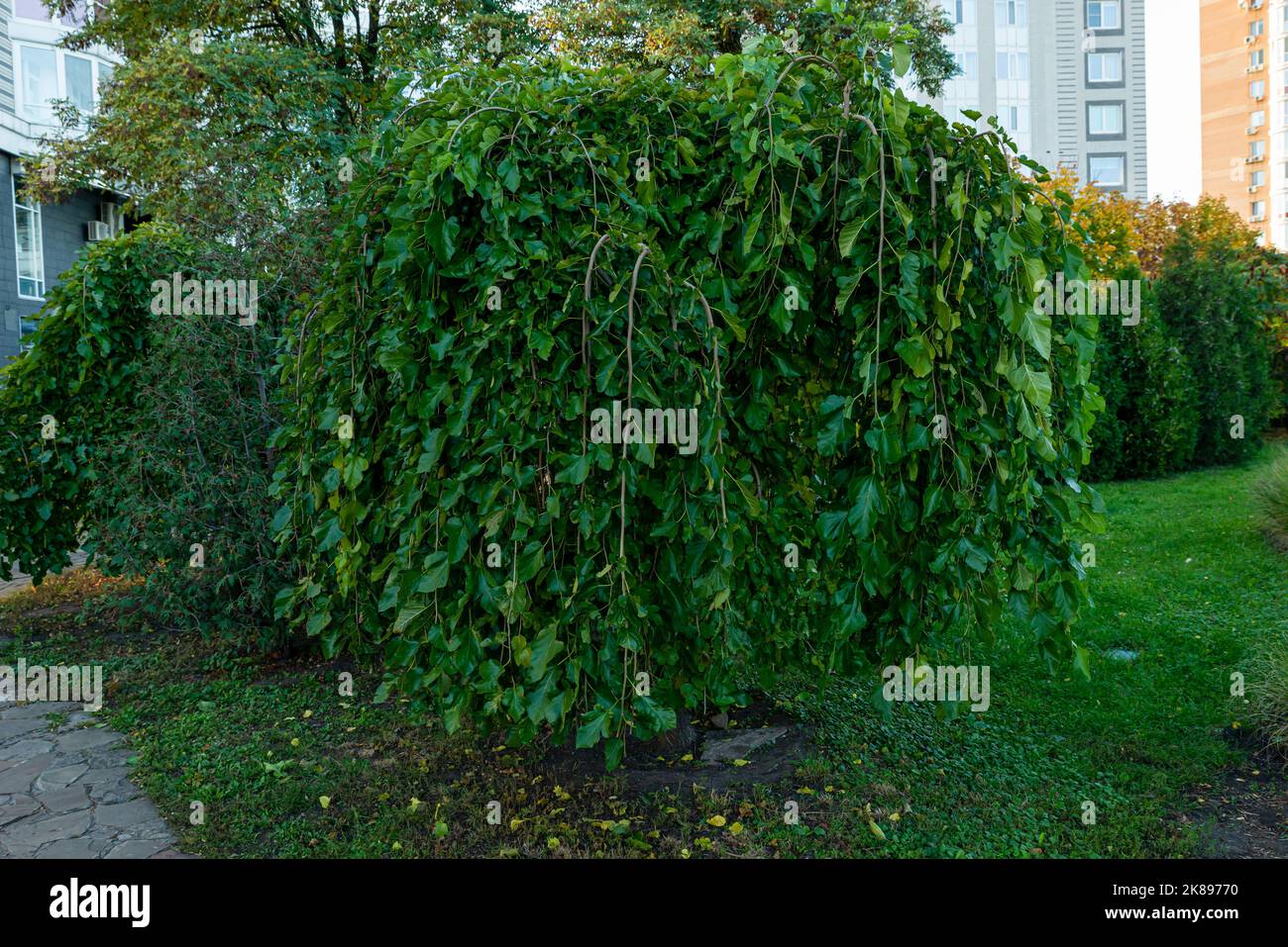 Round green bushes in a park cut in a triangle shape. big green bush