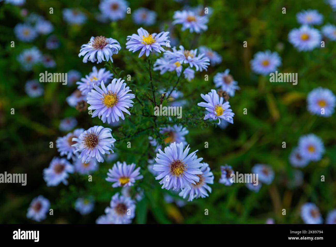 Aster dumosus Blue Lagoon ( pillows Aster ). Blue cushion asters bloom in garden. Aster novi-belgii blossom in german park. Autumn background with blu Stock Photo
