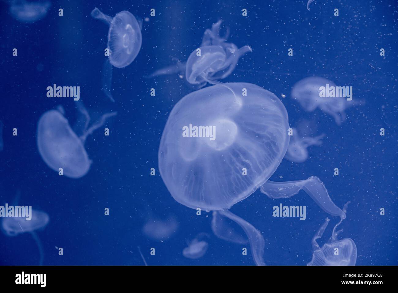 Moon Jellyfish - Aurelia aurita Stock Photo