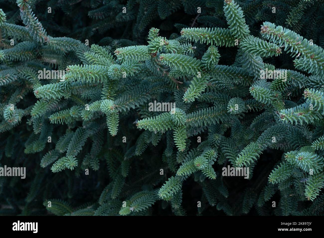 Pinsapo tree detail,  (Abies pinsapo), in Sierra de las Nieves National Park, Malaga, Spain Stock Photo