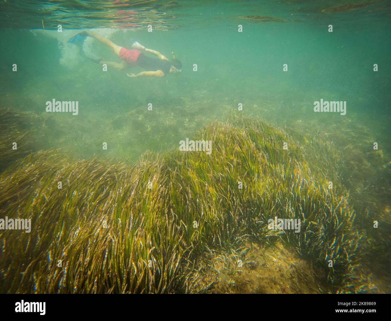 Person practicing snorkel and Posidonia oceanica in the Mediterranean