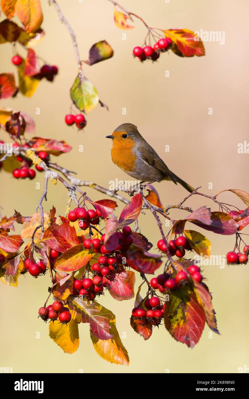 European robin Erithacus rubecula, adult perched on cotoneaster with autumn leaves and berries, Suffolk, England, October Stock Photo