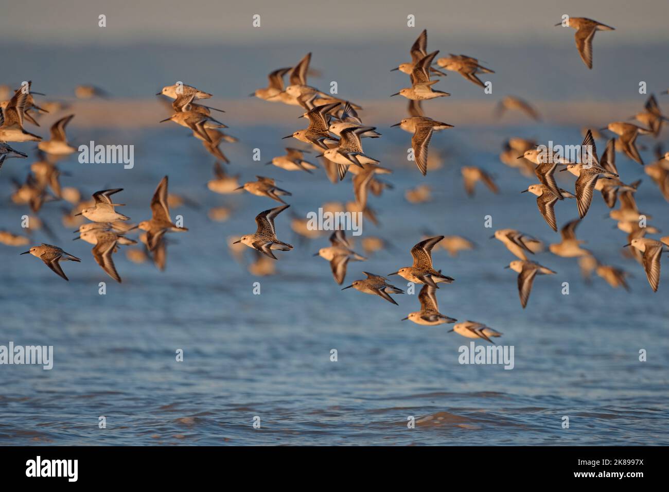 Sanderling (calidris alba) in flight during fall migration Baie du mont ...