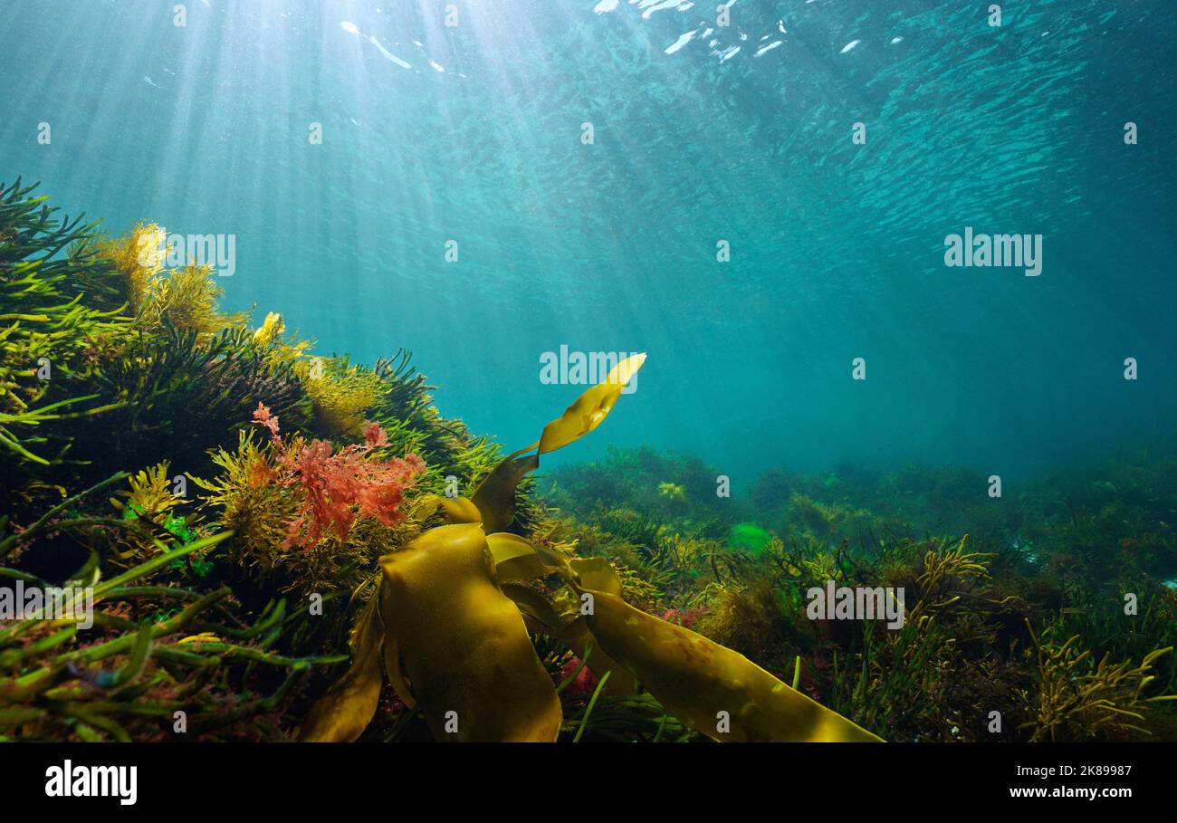 Algae on the seabed with natural sunlight, underwater seascape in the Atlantic ocean, Spain