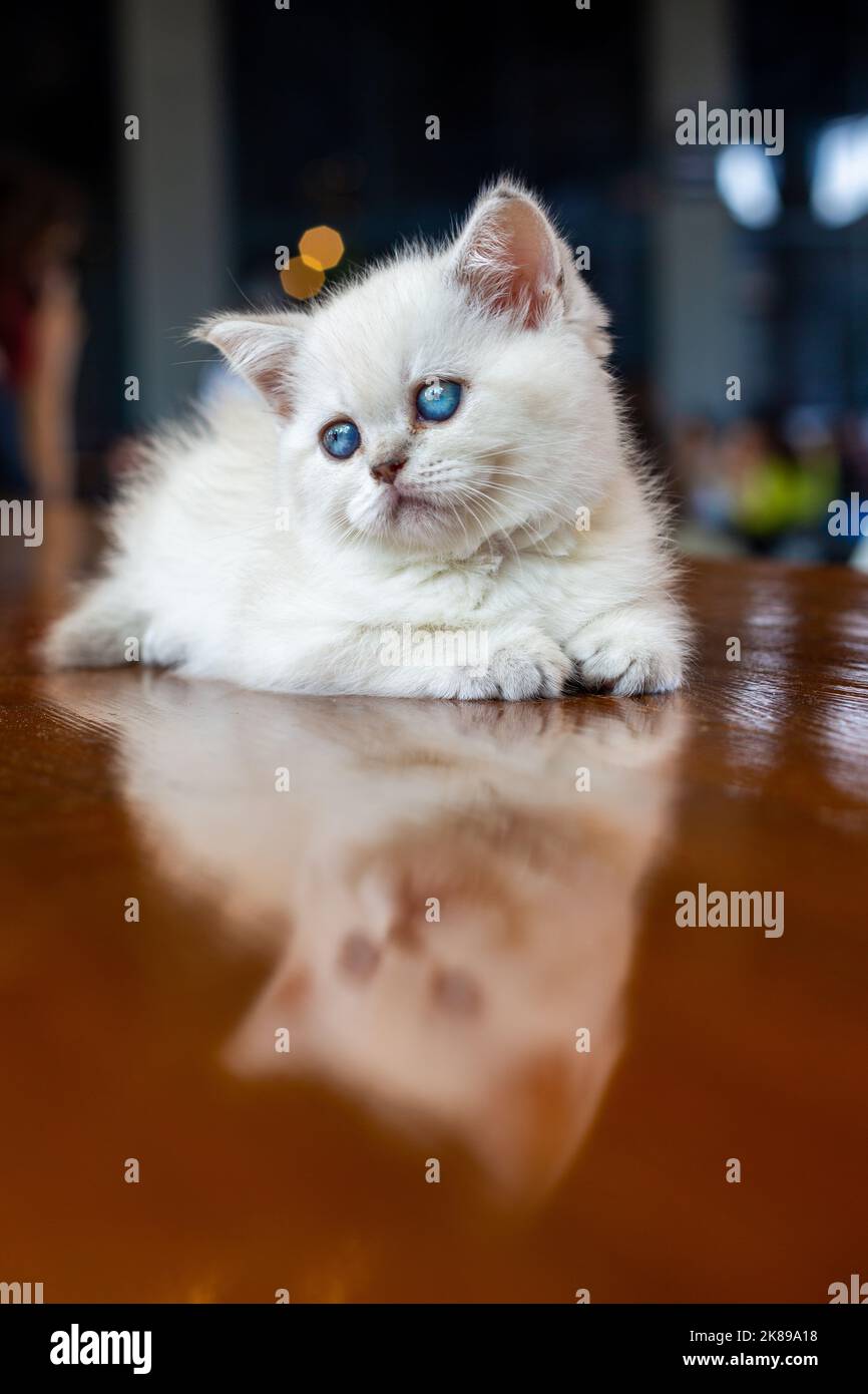 a-white-kitten-with-blue-eyes-stock-photo-alamy